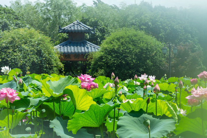 夏季清凉亭荷花园图片