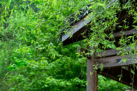 绿树柳树夏古风设计背景