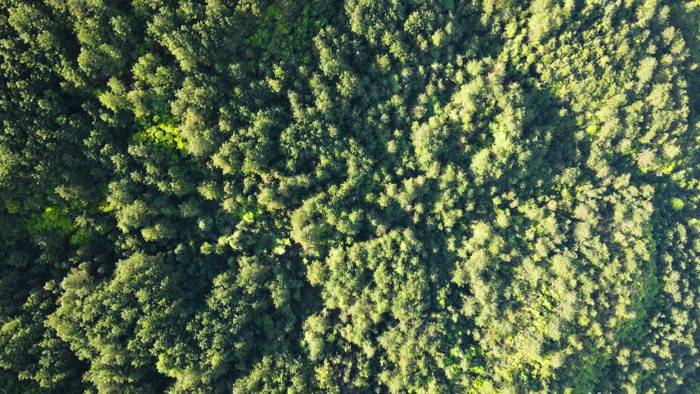 4K森林松树绿色生态大自然.