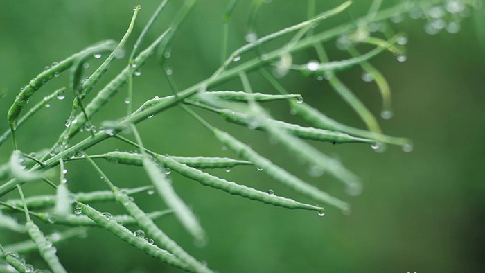 4K实拍谷雨时节雨中的油菜视频素材