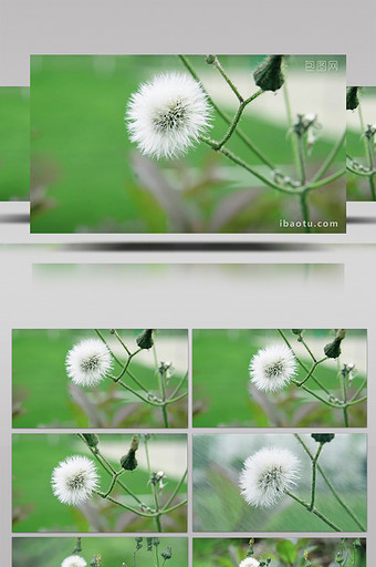 4K实拍春天田野里的花朵视频素材图片