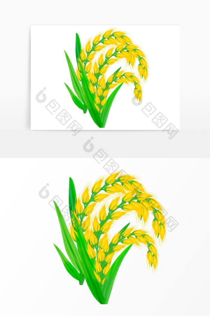 芒种节气稻穗麦子稻子图片图片