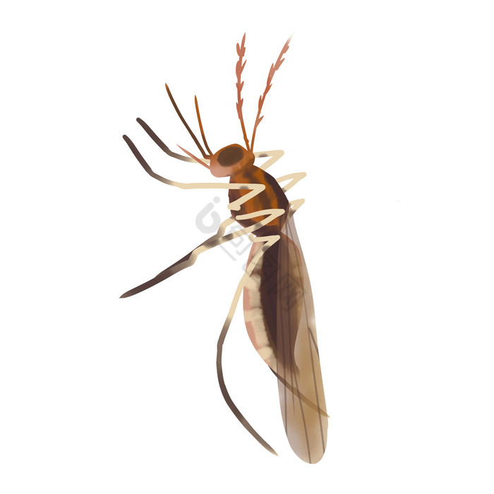 夏季昆虫蚊子虫子图片