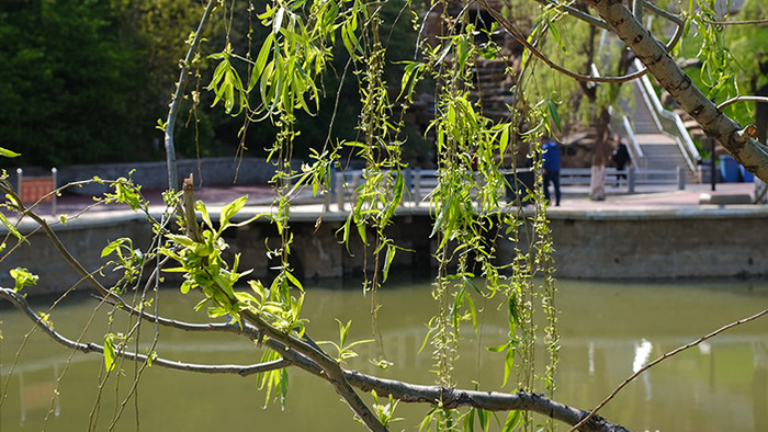 早春时节绿意盎然的湖畔公园