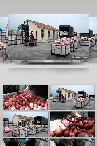 苹果冷藏保鲜仓库日常作业实拍图片