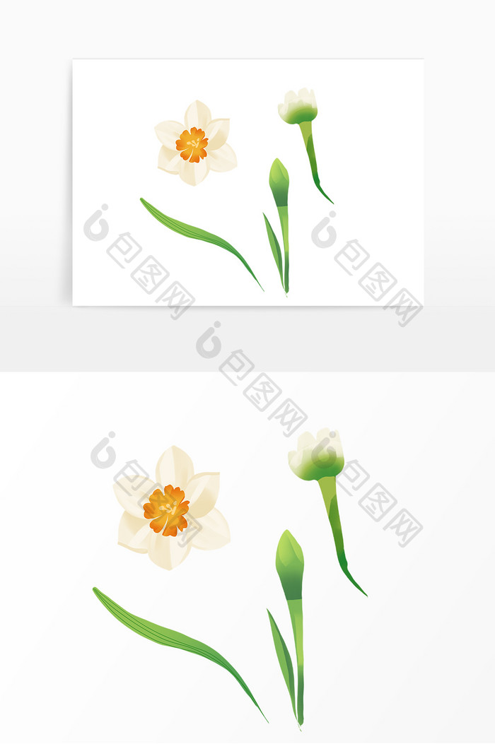 白色水仙花花朵花卉
