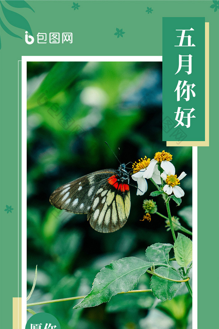 绿色树枝蝴蝶花朵五月你好每日一签手机海报