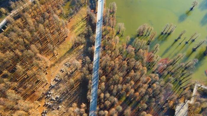 4K大气航拍俯瞰杭州青山湖水杉林