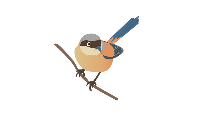 简约扁平画风卵生动物类劳伯鸟mg动画