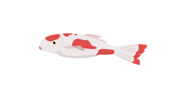 简约扁平画风卵生动物类鲤鱼mg动画