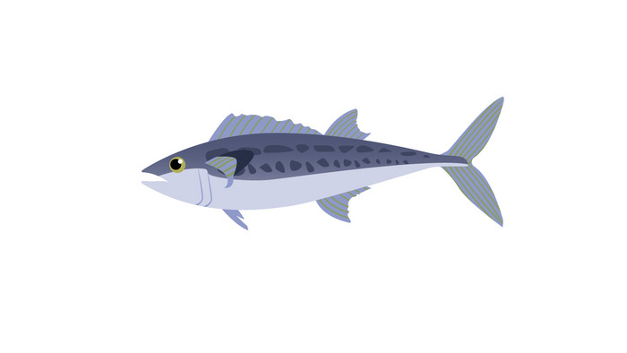 简约扁平画风卵生动物类马鲛鱼mg动画aep格式【视频下载】-包图网