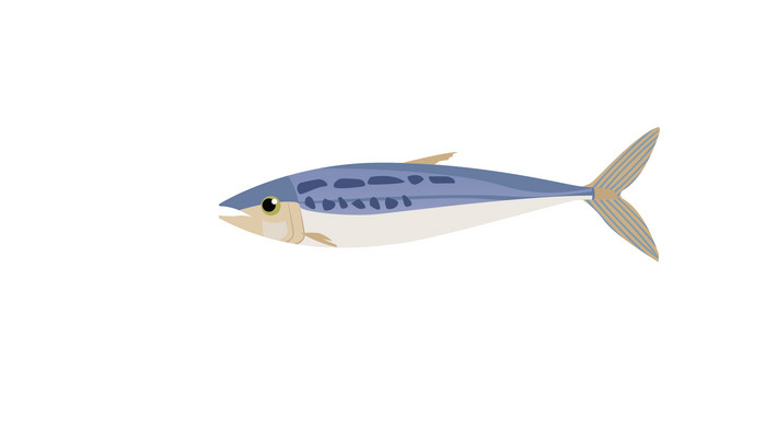 简约扁平画风卵生动物类沙丁鱼mg动画