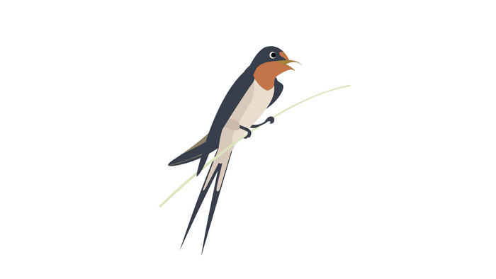 简约扁平画风卵生动物类燕子mg动画