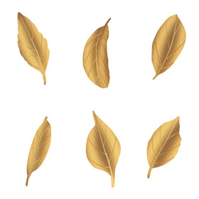 铂金金色叶子叶片