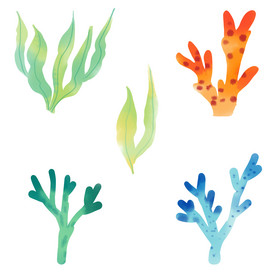 海洋生物珊瑚水草