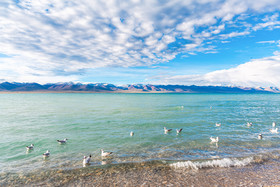 西藏纳木措湖边海鸥