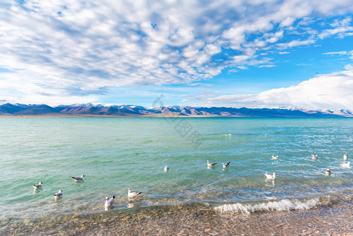 西藏纳木措湖边海鸥图片
