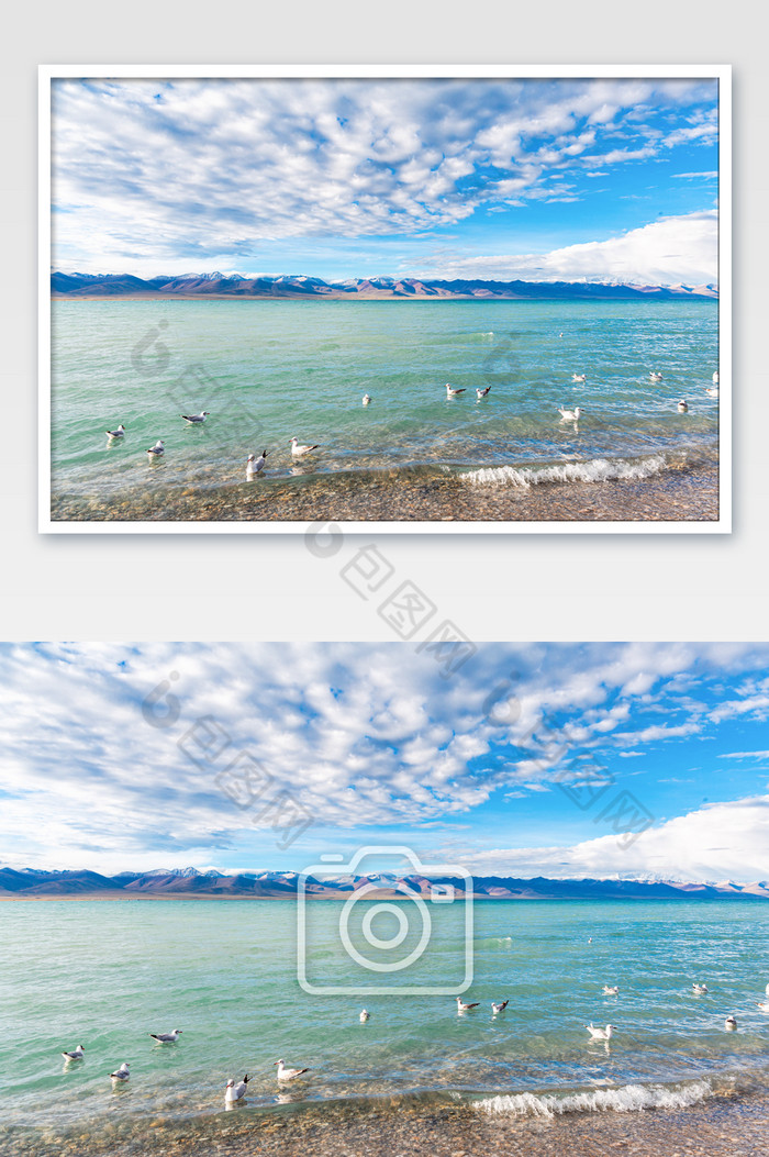 西藏纳木措湖边海鸥图片图片