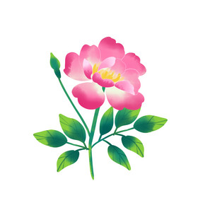 粉色蔷薇花朵绽放