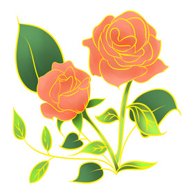 金边植物玫瑰花花朵