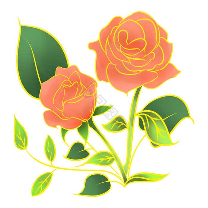 金边植物玫瑰花花朵图片
