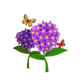 蓝花楹蝴蝶植物花朵图片