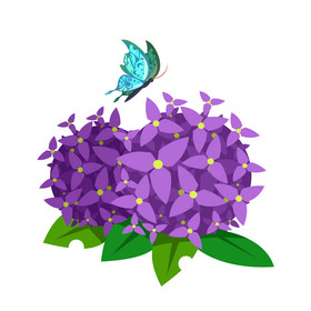 蓝花楹与蝴蝶植物花朵