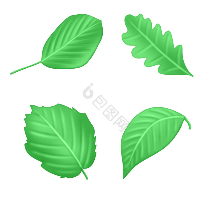 叶子植物树叶插画图片