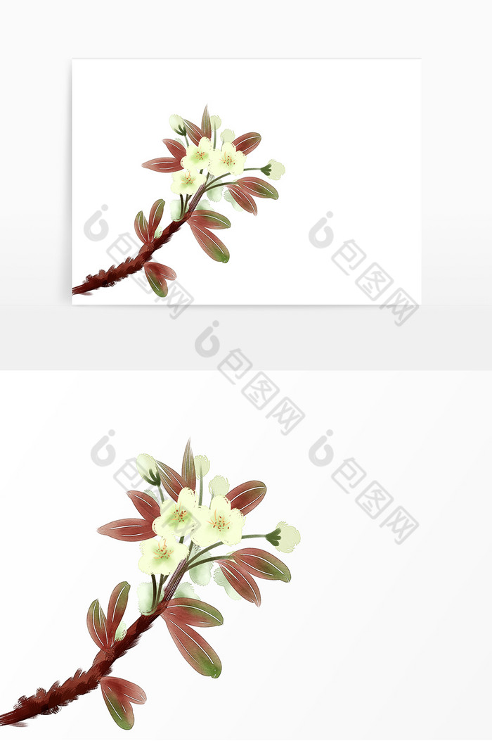 梨花花朵插画图片图片