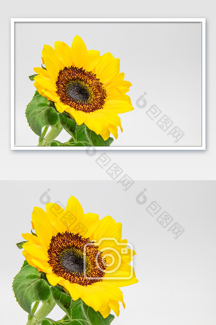 黄色鲜花向日葵摄影图
