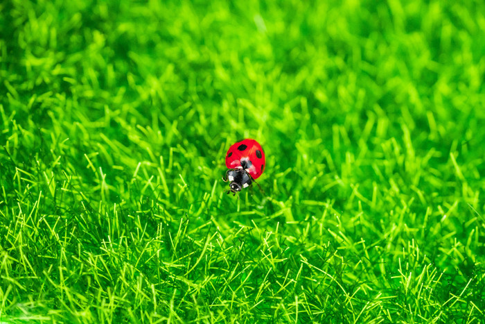 草坪上的七星瓢虫摄影图图片