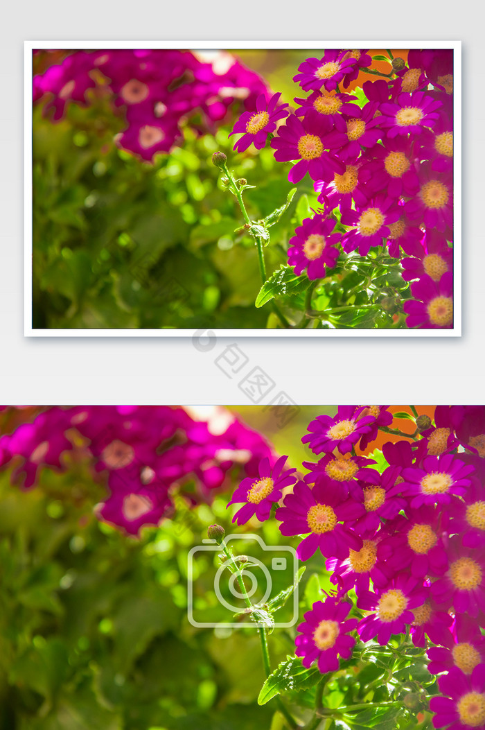 红色雏菊花朵摄影图图片图片