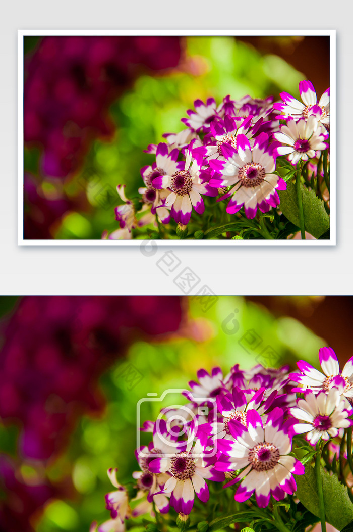 盛开的雏菊菊花摄影图图片图片