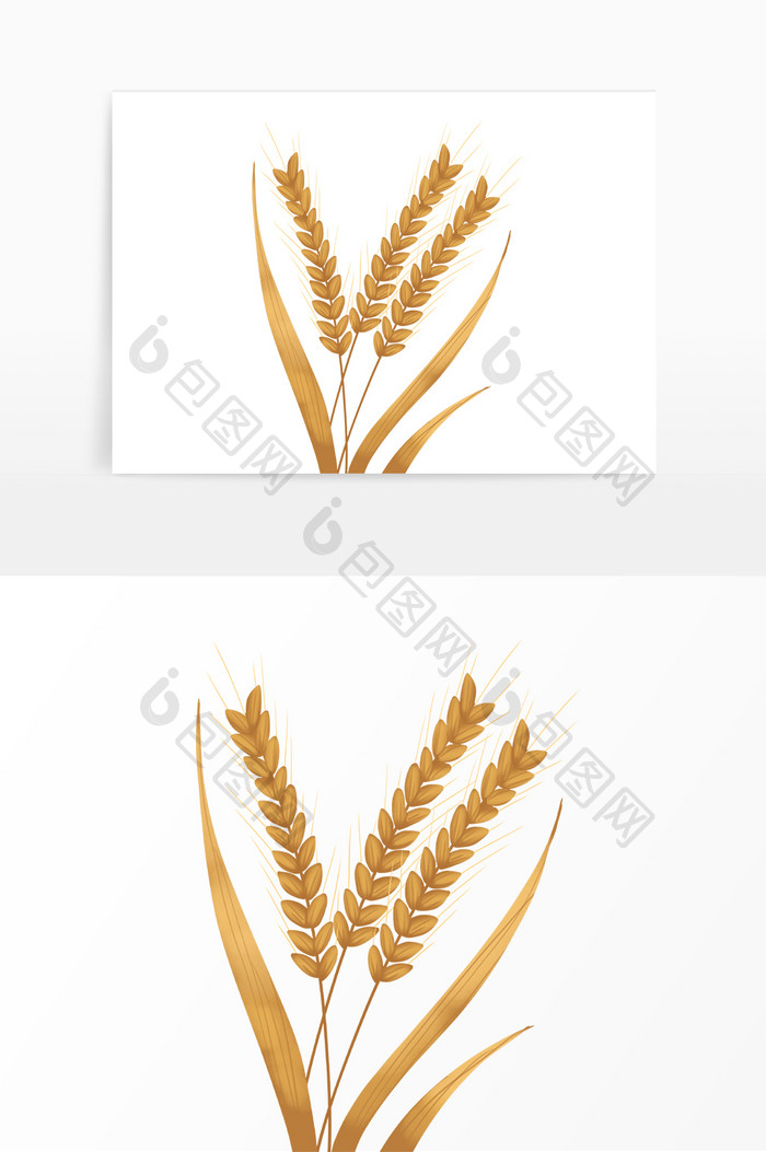 金色麦穗小麦麦田