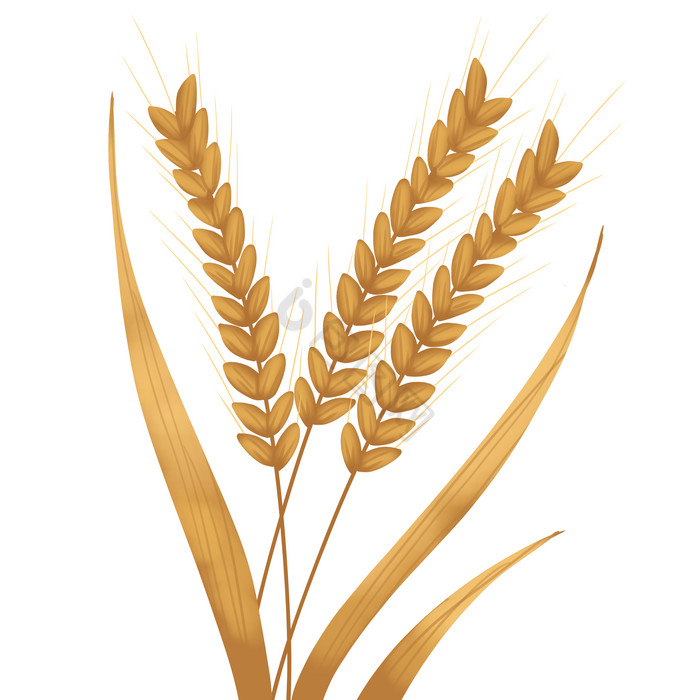 金色麦穗小麦麦田图片