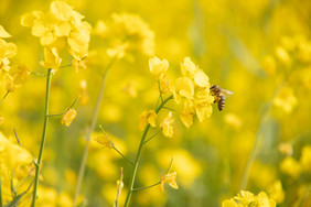 黄色油菜花蜜蜂摄影图