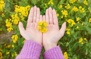 捧着油菜花的双手图片