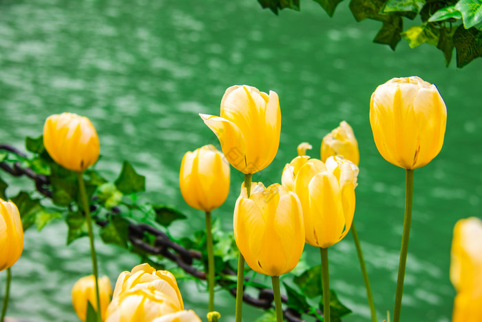 黄色郁金香花苞摄影图图片