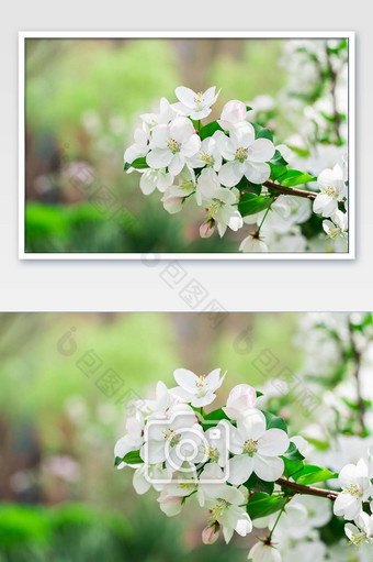 盛开的白色梨花摄影图图片
