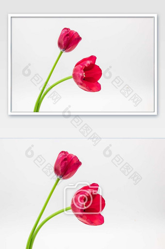 红色鲜花郁金香摄影图图片