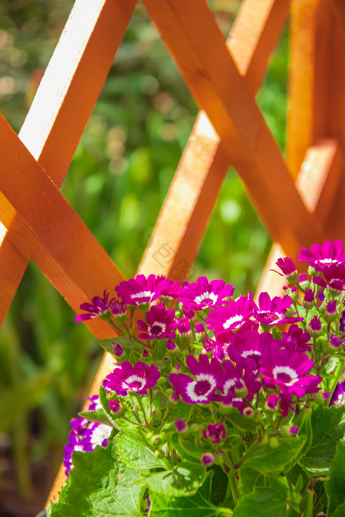 木栏边的雏菊花卉图片