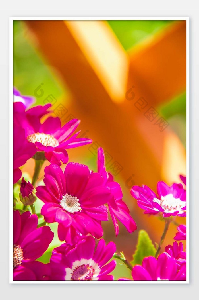 盛开的红色雏菊菊花图片图片