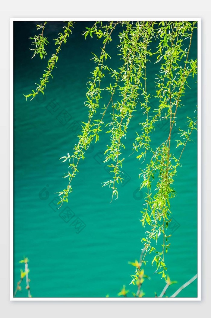 湖面树枝植物摄影图