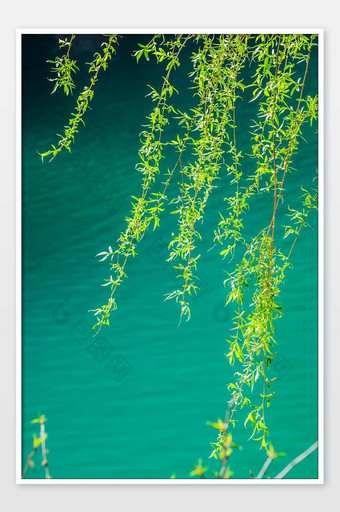 湖面树枝植物摄影图图片