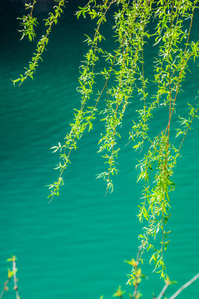 湖面树枝植物摄影图