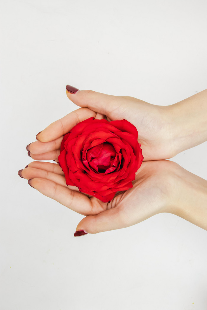 520手捧玫瑰花花朵