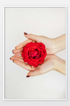 520手捧玫瑰花花朵