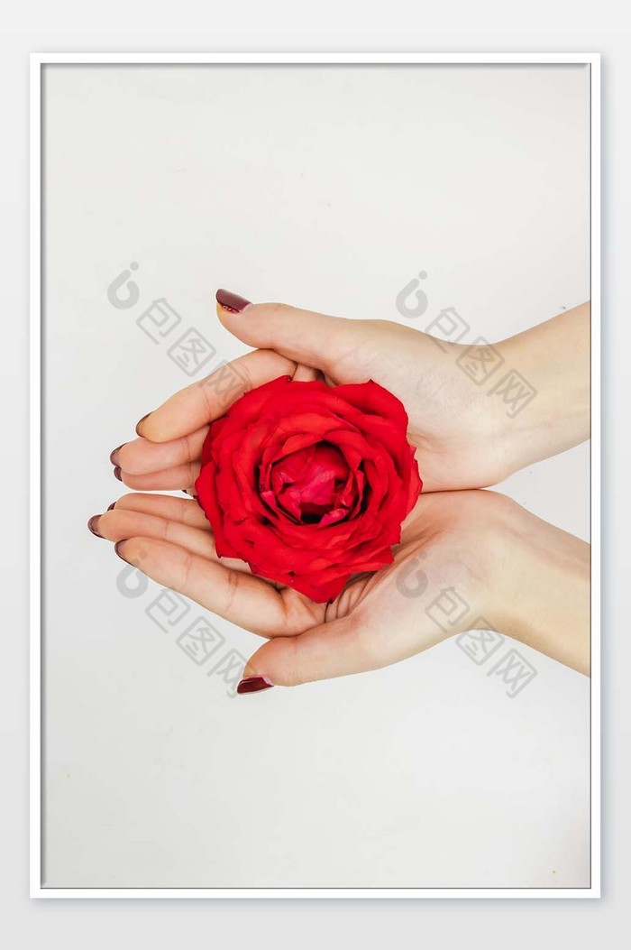 520手捧玫瑰花花朵图片图片