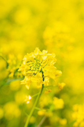 黄色油菜花花朵花田