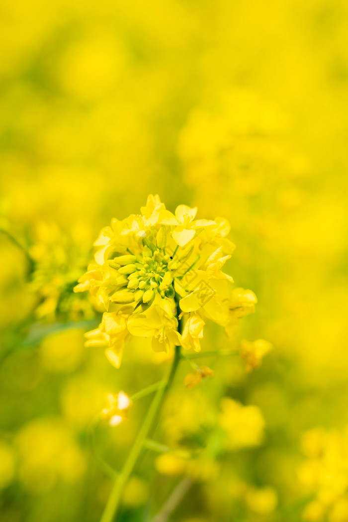 黄色油菜花花朵花田图片